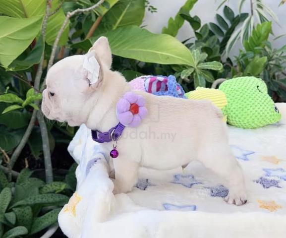 FRENCH BULLDOG PUPPIES VIP815 🌻 Boy-Girl Cream - photo 2 of 3