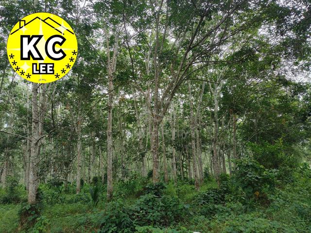 5.03 Acres Agricultural Land For Sale | Sauk |Perak 4