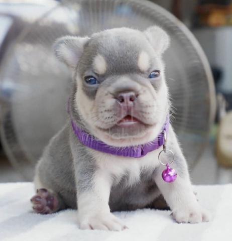 FRENCH BULLDOG PUPPIES VIP132🌻 boy-girl lilac tan - photo 3 of 3