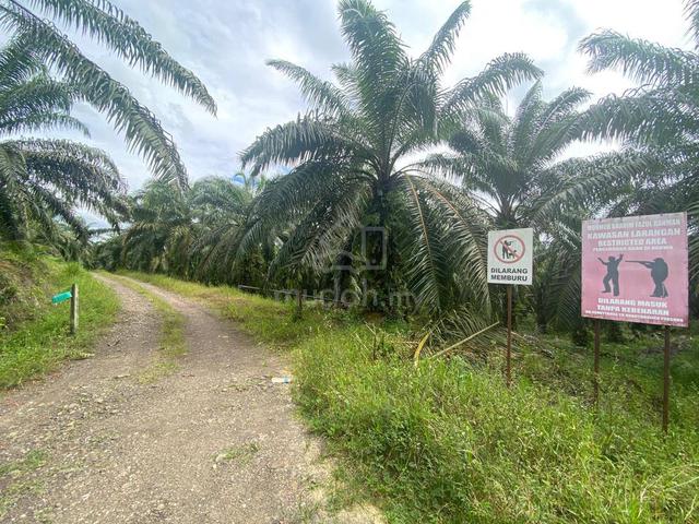 Oil Palm Estate Land For Sale 1