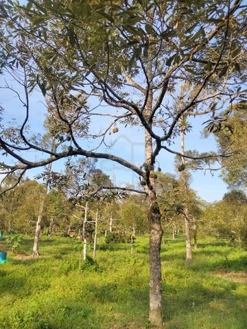 Dengkil Durian Agricultural Land 3.3 Acre , Selangor 1
