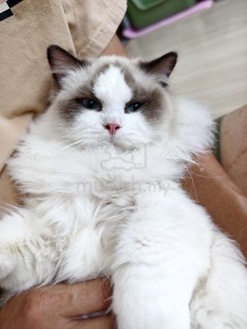 Carousel Image