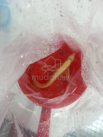 Carousel Image