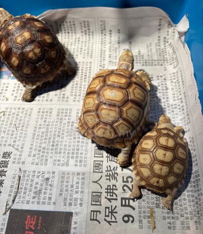 big Sulcata tortoise - photo 3 of 6
