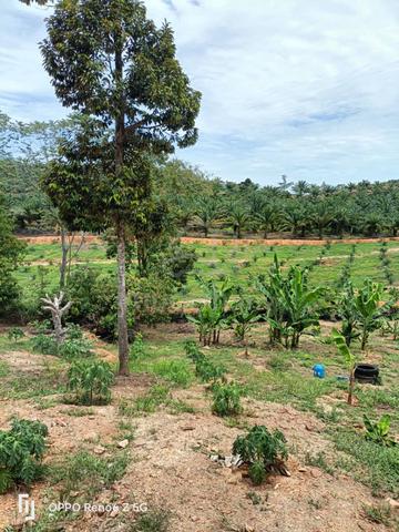 Kota, Gadong 3 acres Agri Land for SALE, NEGO 1