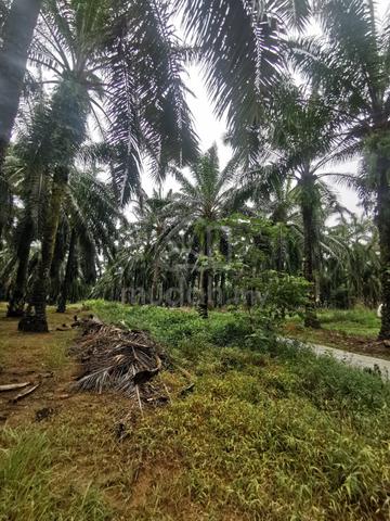 Agriculture Land At Tawar,Kedah For Sale 1