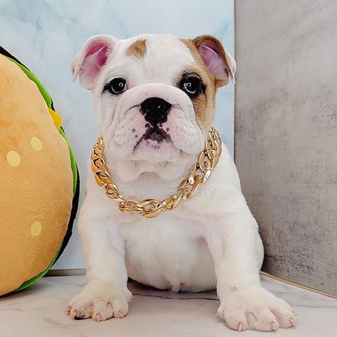 Pet English Bulldog Doggy Puppies *MJ840 - Pets for sale in