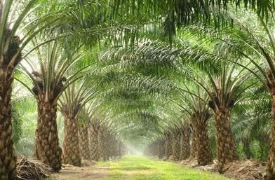 Perak 950 acre private Palm oil land and solar farm 🔥 1