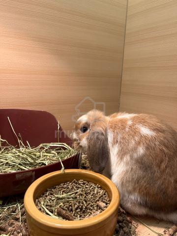 Carousel Image Selected