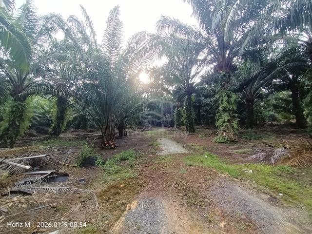 [NEAR MAIN ROAD] Oil Palm Land For Sale - Pontian, Johor 1