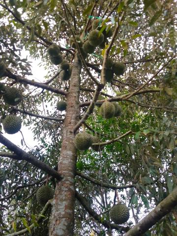 2.8 acres 110 matured durian trees Oochee and Musang King. 1