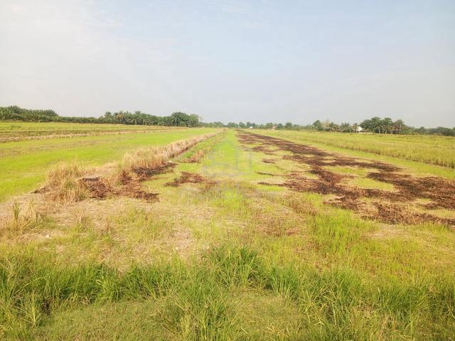 Perak Teluk Intan Agricultural Freehold Land For Sale 1