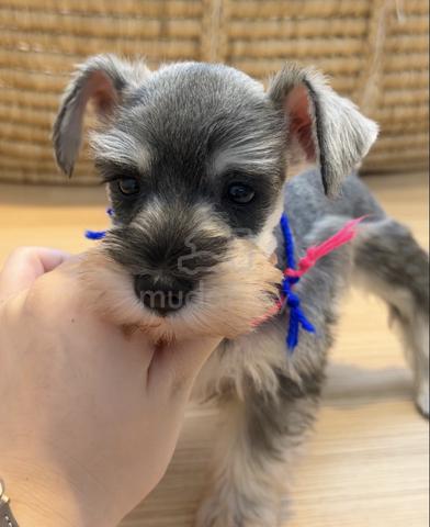 SCHNAUZER MINIATURE PUPPIES S113🌻 雪纳瑞 Available - photo 2 of 5