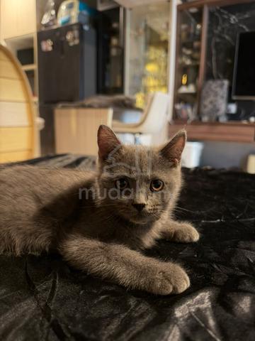 Male BSH British Shorthair Kittens - photo 5 of 6