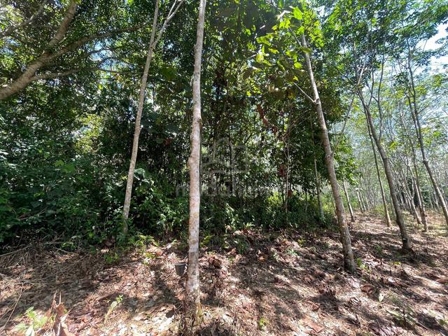 TANAH KEBUN Belakang kolej KEDA Sik Ada Jalan Keluar Masuk 5