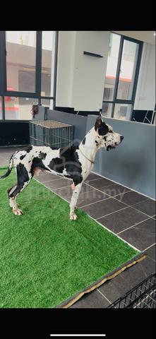 Great Dane - photo 3 of 3