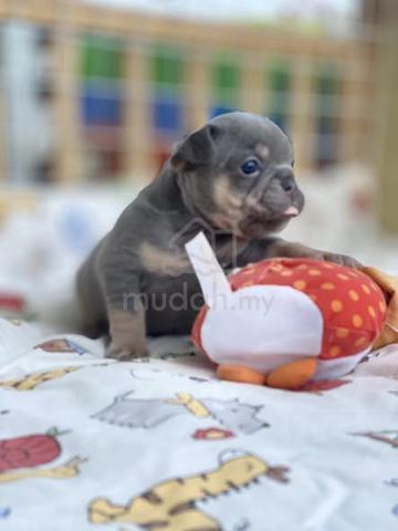 Carousel Image