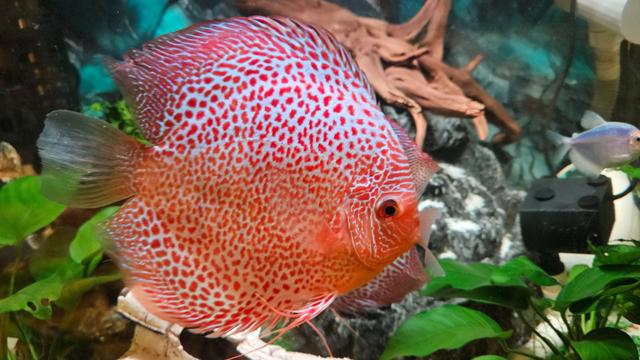 Quality AAA Discus Fish Ikan Sepasang Pair - photo 6 of 6