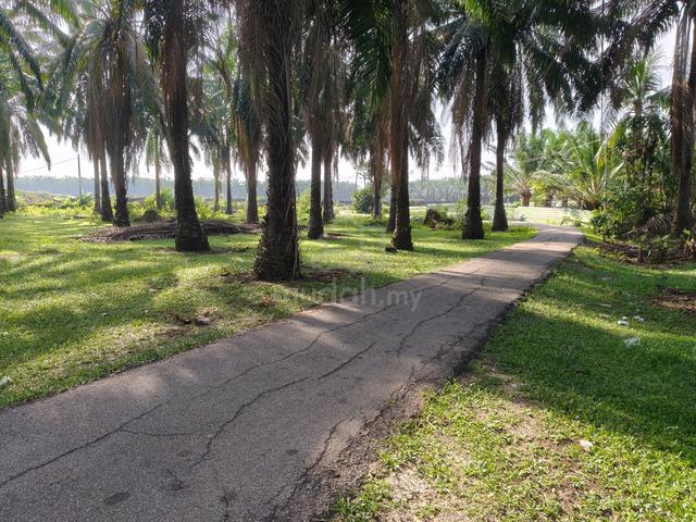 Kebun Sawit Non Bumi P Serai 1
