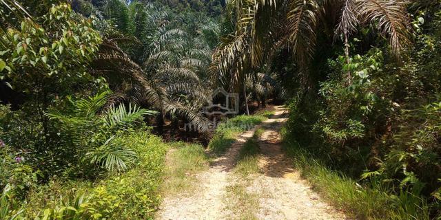2.5 Acres Freehold Non-Bumi Agriculture Land Sri Jaya near Gambang 1