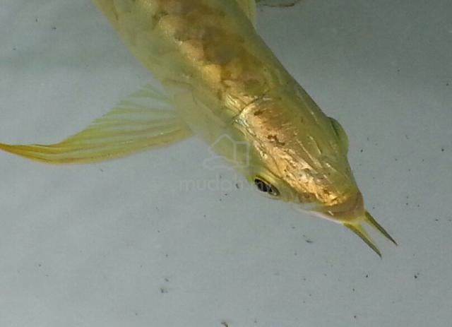 Carousel Image