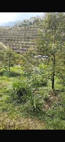 Nice Durian Farm In N9 Kuala Pilah For Sale 1