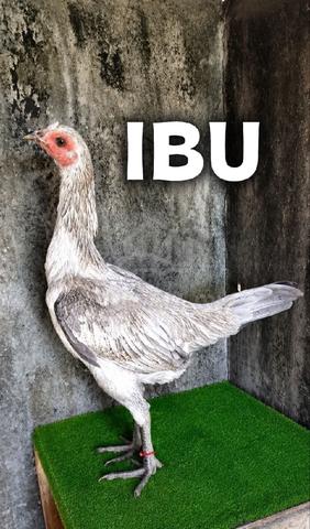 pama iq utk dijual - photo 4 of 4