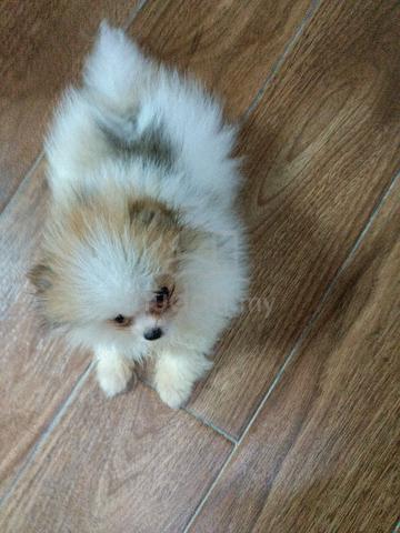 Pomeranian  - photo 5 of 6