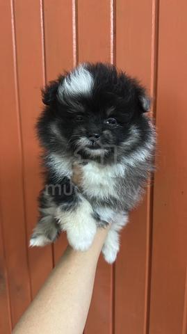 Carousel Image Selected