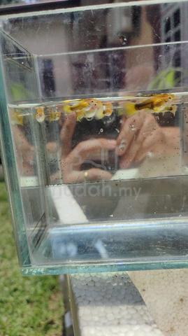 Carousel Image