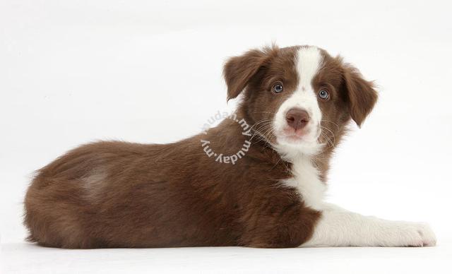 Chocolate border collie for 2024 sale