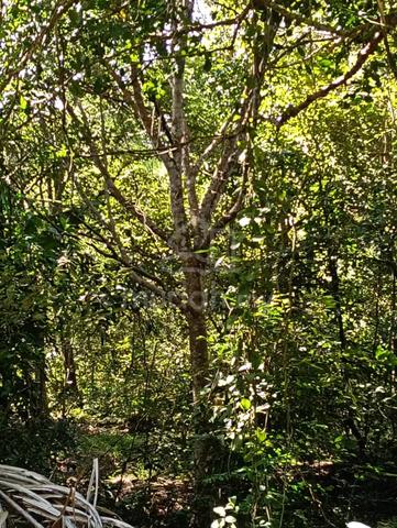 Tanah Dusun untuk dijual di Semeling Kedah 2