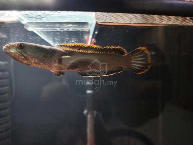 Channa Limbata - photo 3 of 6