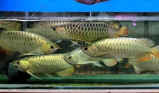 arowana malaysia golden 18 inch-wholesale - photo 2 of 2