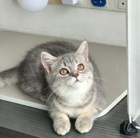 BSH kitten - photo 3 of 3