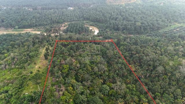 Agricultural Land Hulu Ijok Selama Perak 20 Acres 1