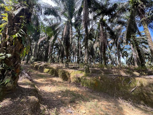AGRICULTURE LAND | JALAN MUTIARA |Sungai Kod Karangan 4