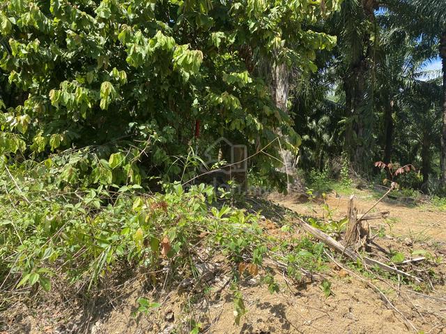 Tanah pertanian untuk dijual SEGERA 1