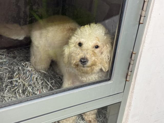 Toy poodle - photo 2 of 6