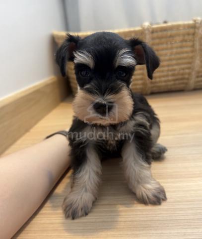 SCHNAUZER MINIATURE PUPPIES X72 🌻 雪纳瑞Female - photo 2 of 4