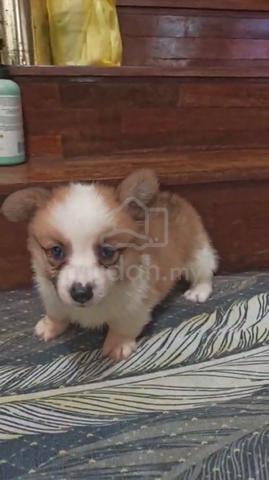 Corgi Puppy (Long Coat) (Imported lineage) - photo 5 of 5