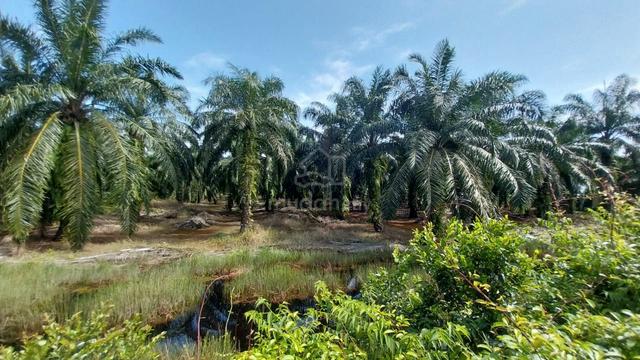 1.4 Acre Agriculture Land Parit Mahang, Ijok Selangor 1