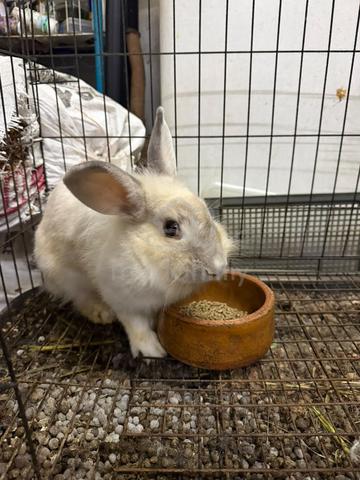 rabbit 2ekor - photo 2 of 5