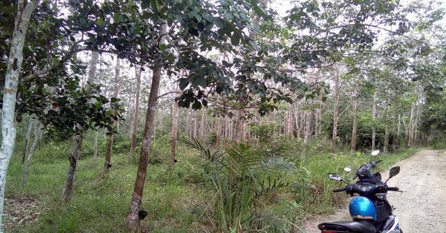 2 Ekar Tanah Pokok Getah Bukit Tanah Merah Segamat Johor 1