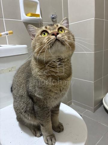 Carousel Image Selected