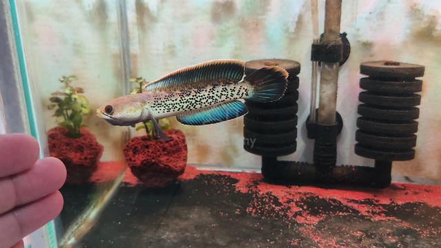 stewarti display 4 inch  - photo 2 of 3