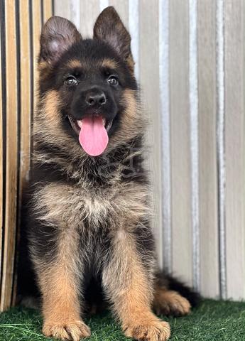 German Shepherd High Quality Female - photo 5 of 5