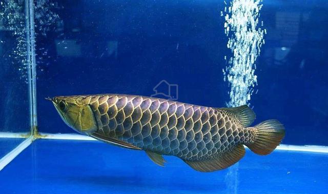 mgbb crossback arowana 15 inch-wholesale price - photo 2 of 4